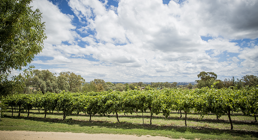 Grove Estate Vineyard